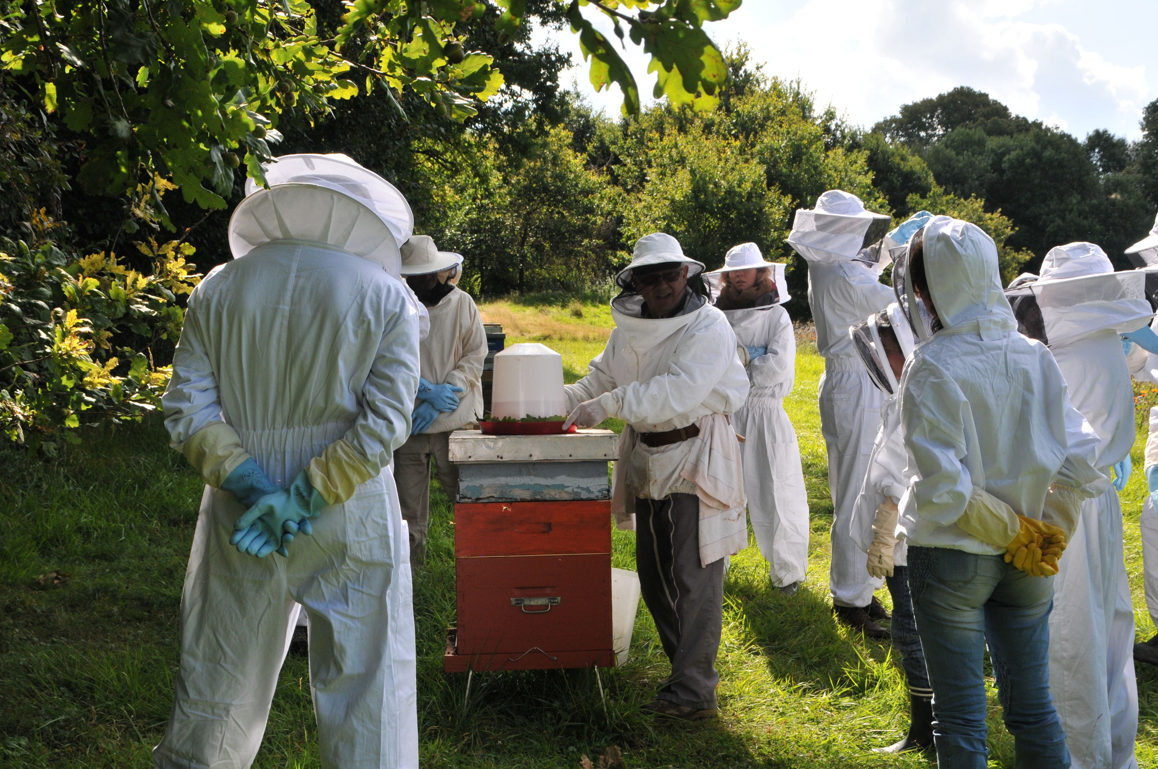 Découverte de l’apiculture avec un apiculteur agréé