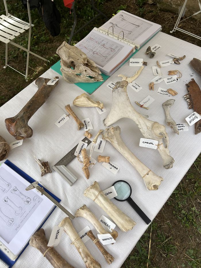 Village de l'archéologie - Bordeaux - L'archéozoologie