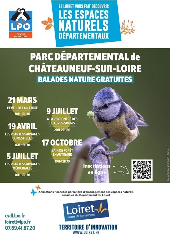 Balade nature : Bain de forêt en automne