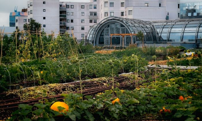 Webinaire Agriculture urbaine : quels modèles et quel rôle pour les collectivités ?