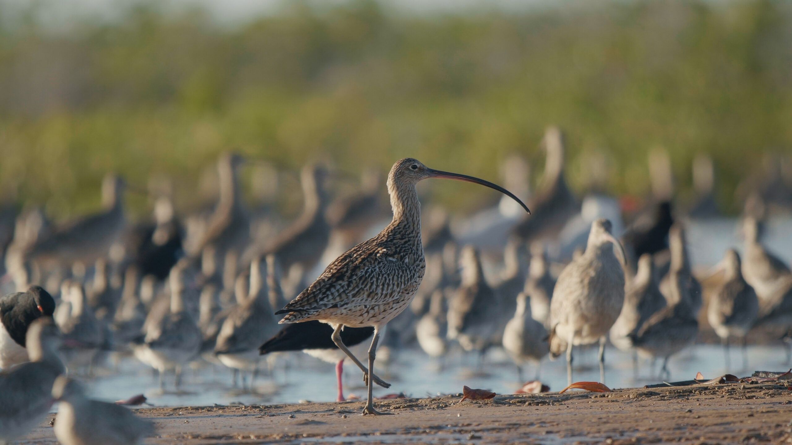 Projection débat : Le mystérieux voyage des oiseaux de rivage