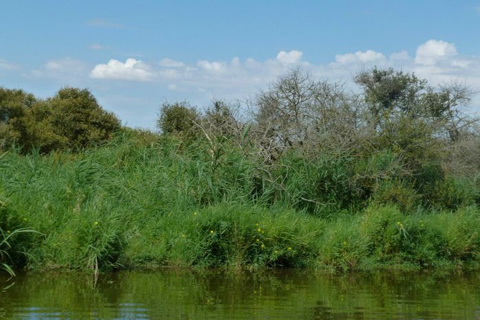 De l’eau usée à l’eau claire : la phytoépuration à l’œuvre
