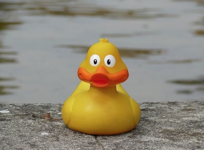 À la recherche des canards perdus - cartographie 1