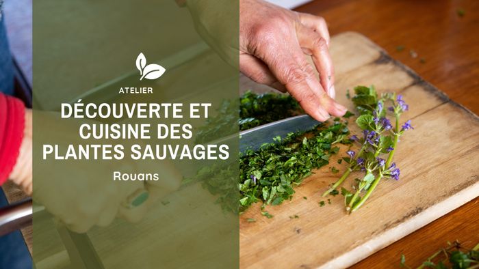 Découverte et cuisine des plantes sauvages (44)