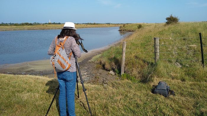 Les oiseaux des marais