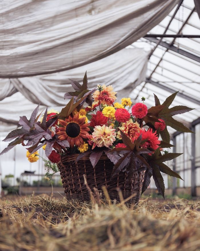 Découverte d'une ferme florale