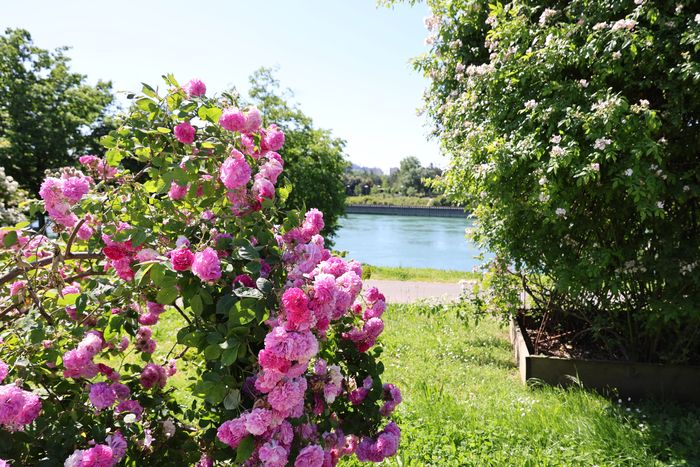 Visite guidée Roseraie de Saint-Clair, jardin des roses du monde