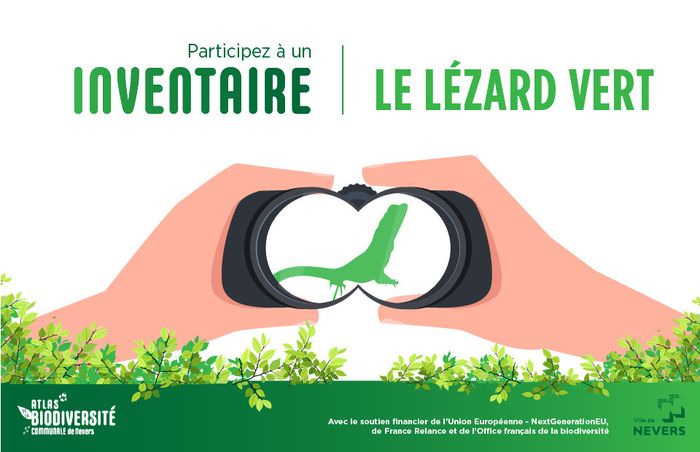 Enquête participative sur le lézard vert