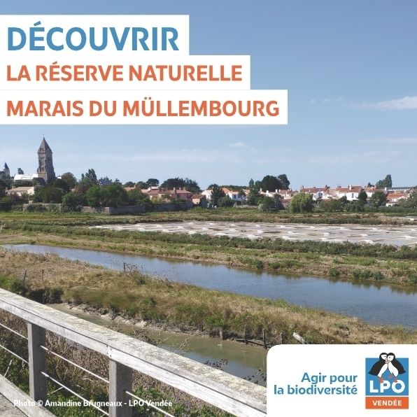 Les oiseaux migrateurs du Müllembourg