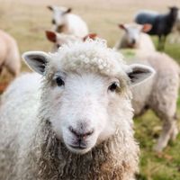 Foire agricole et artisanale
