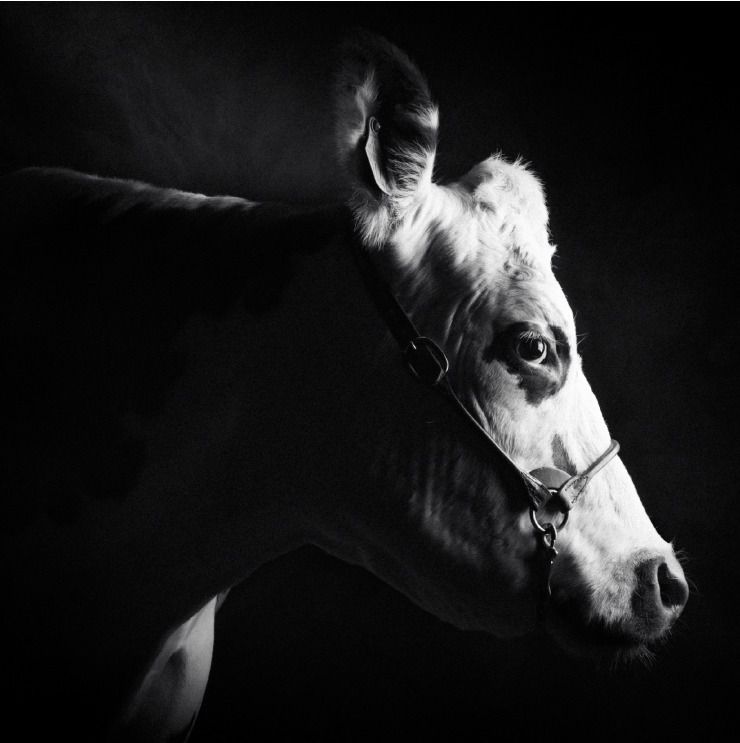 Exposition "Races normandes, un patrimoine agricole à découvrir"