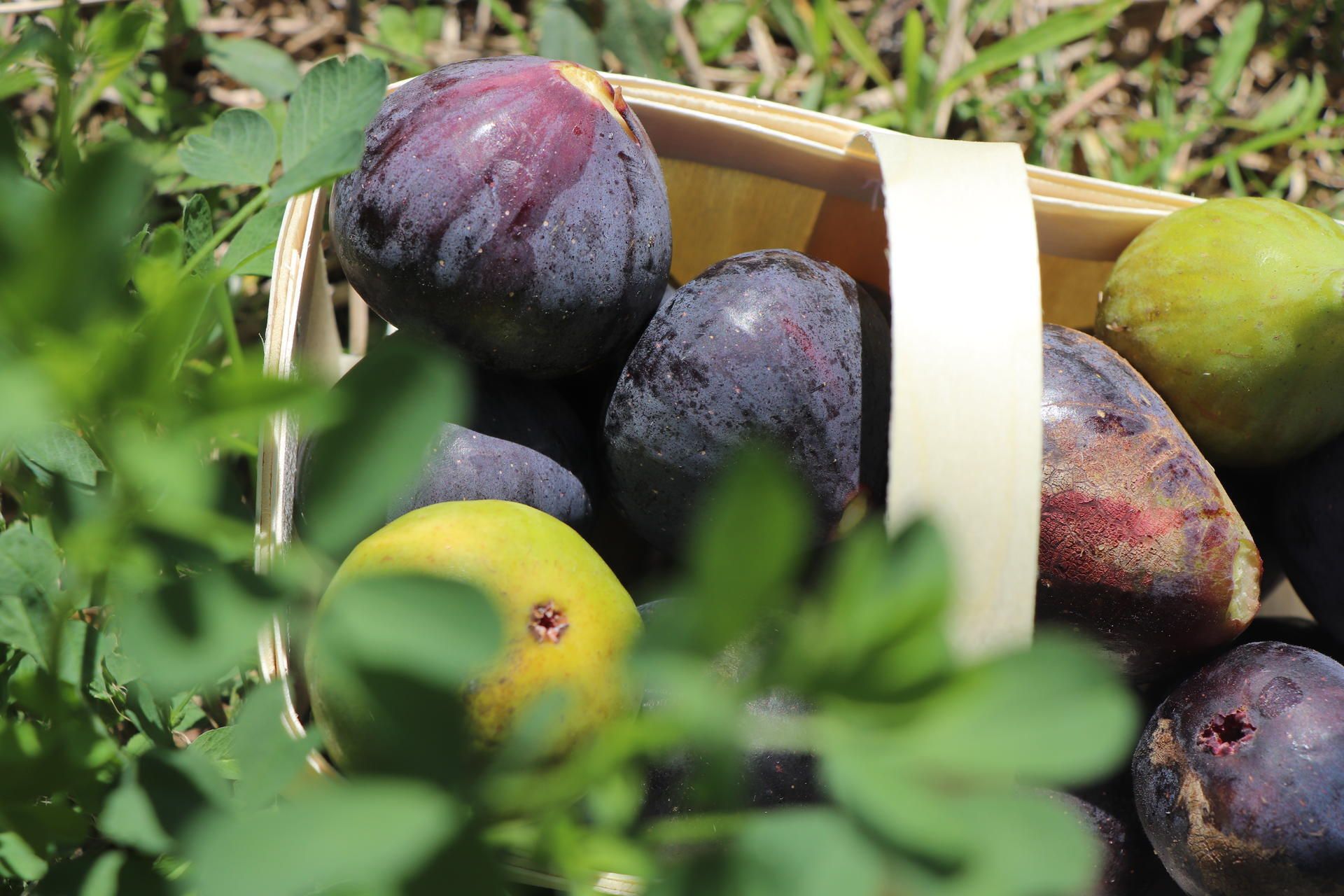 La figue, une espèce fruitière généreuse et attachante