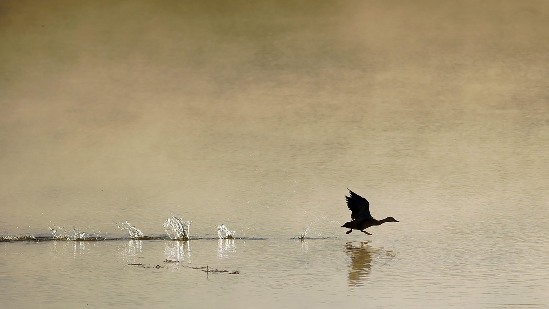 Les oiseaux hivernants