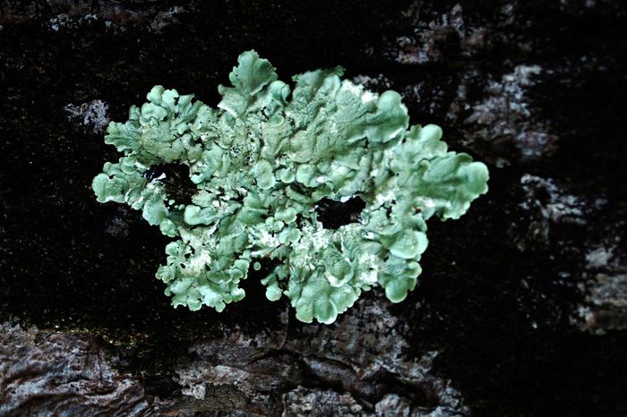 Exposition de LOUVE DELFIEU Liens Invisibles, MARTINE MOUGIN Mousses et Lichens - PAPIERS D'ART