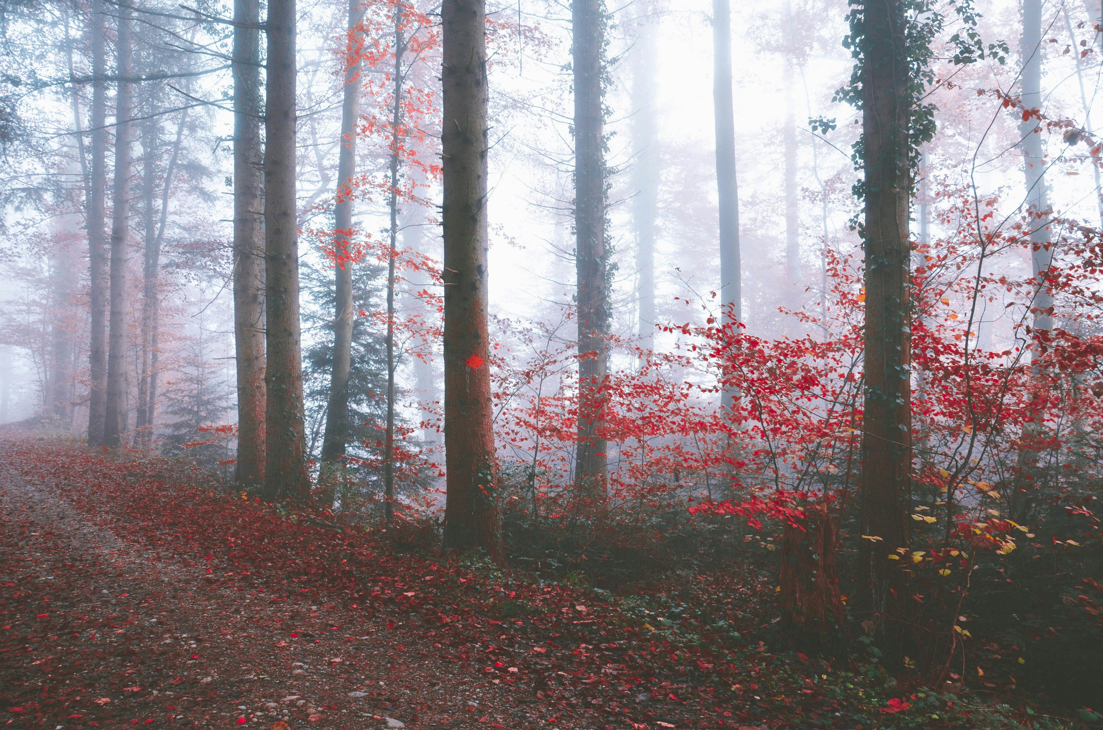 Le Petit Chaperon rouge