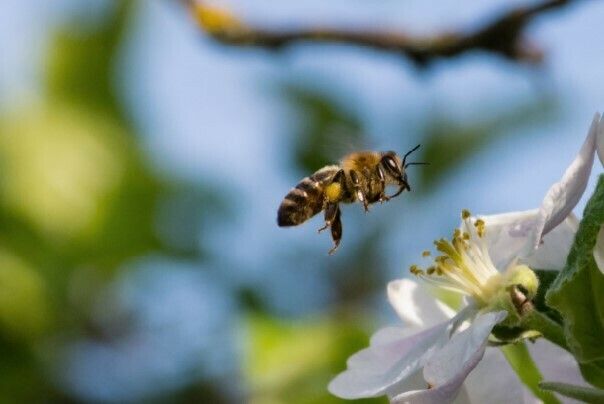 Biodiversité, késako ?