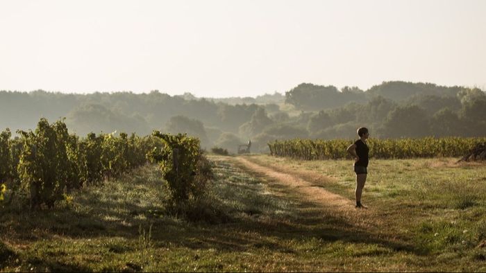 Un bon vin oui, mais comment ?