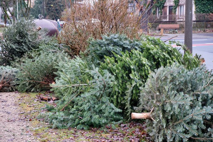 Collecte de sapins de Noël