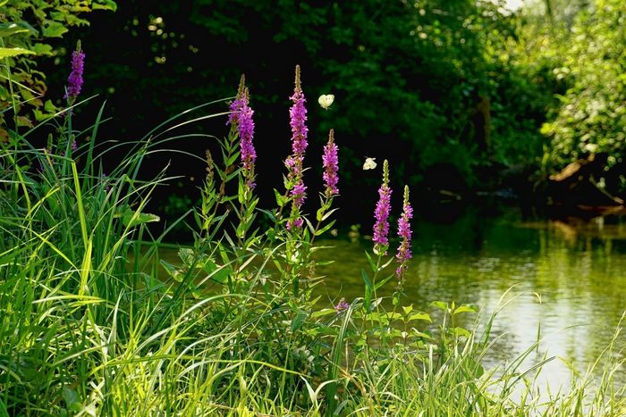 Balade découverte des plantes - La Médiathèque met les Voiles