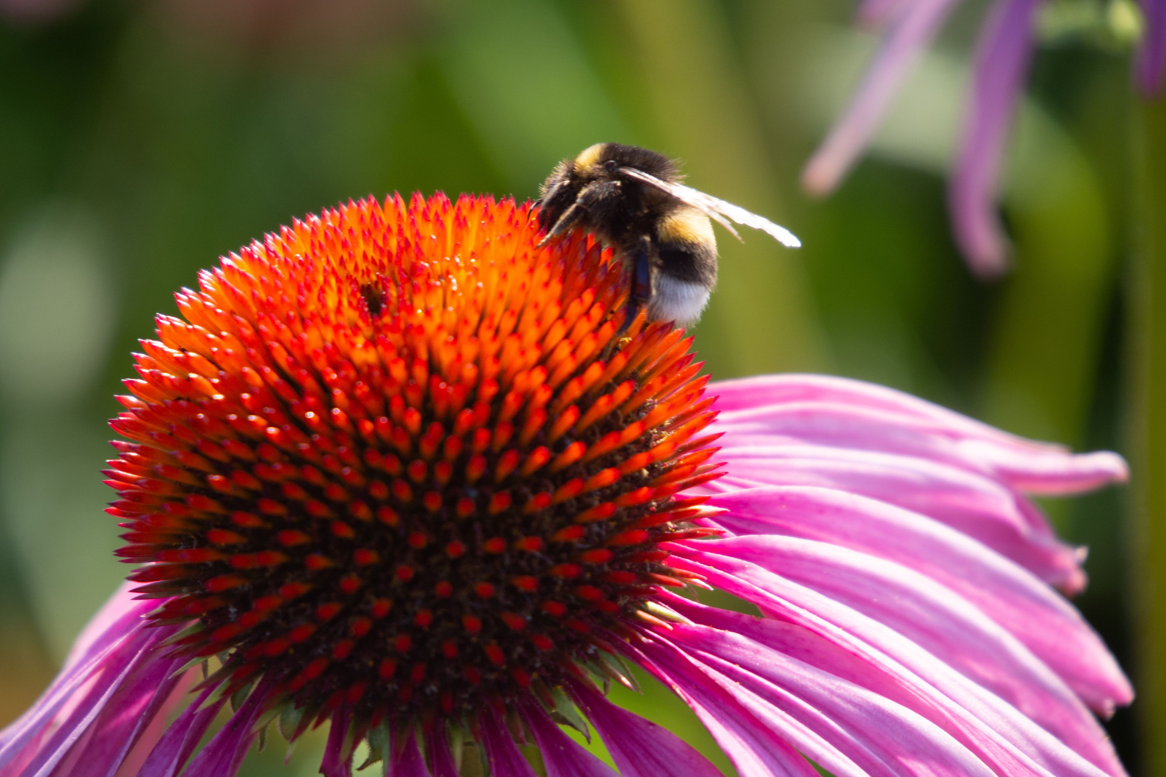 Les plantes et insectes au gré du vallon des Torrières