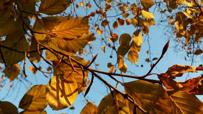 Trésors d'automne : Les arbres du centre ville