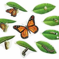 Atelier cycle du papillon