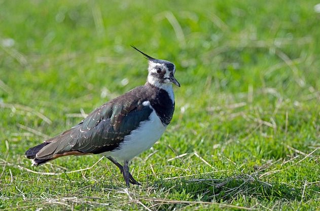 Les oiseaux des anciennes îles de Loire