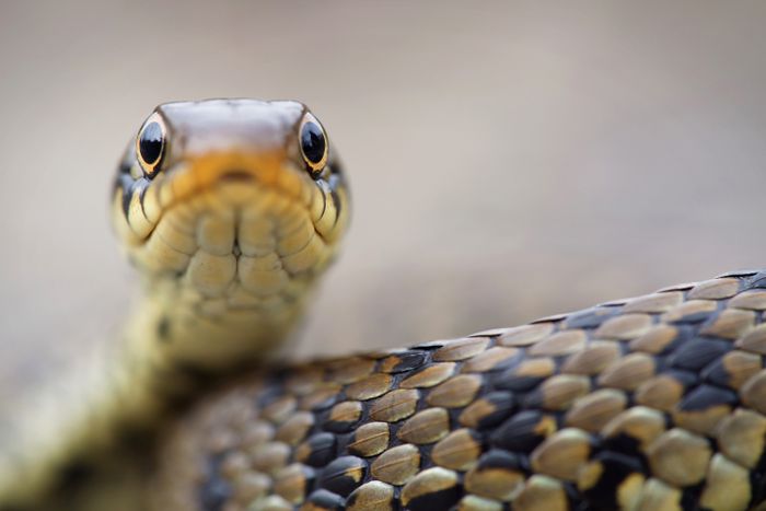 FASCINANTS REPTILES... AVEC BORDEAUX MÉTROPOLE
DANS LE CADRE DU PRINTEMPS DE LA BIODIVERSITÉ