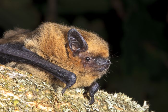Découverte des chauves-souris