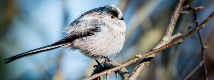 Les Trésors de la nature lucéenne
