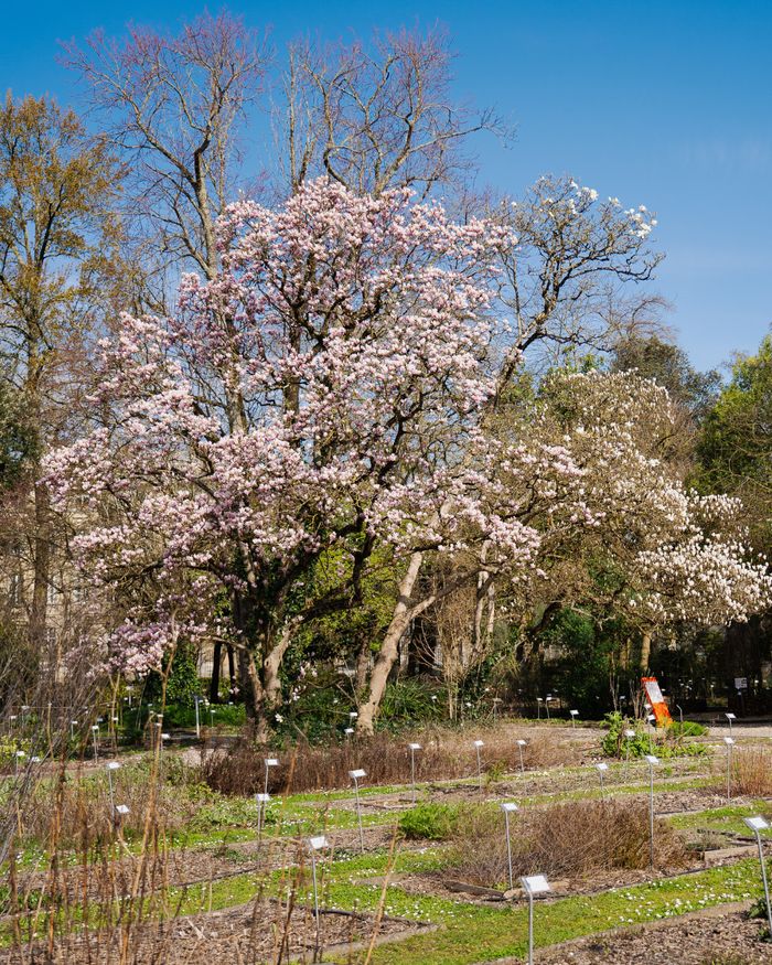 Balade contée au Jardin botanique du Jardin public