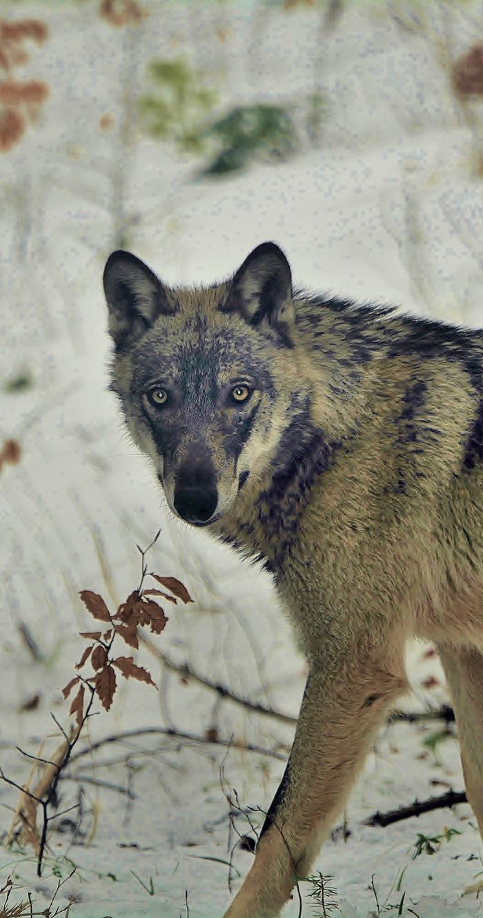 Sortie 'Pistage & découverte du Loup'