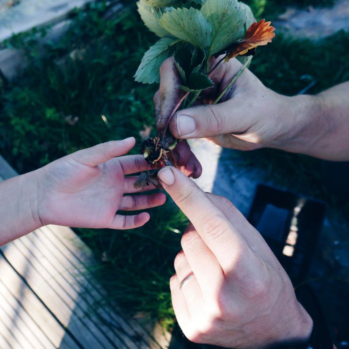 Multiplier et bouturer, les fruits rouges à volonté !