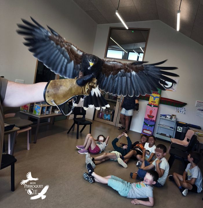 À la rencontre des rapaces