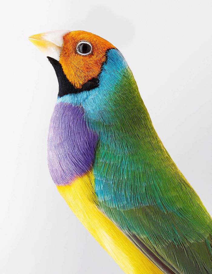 Conférence Fête de la science : Des oiseaux - quand la photographie rencontre l’ornithologie !