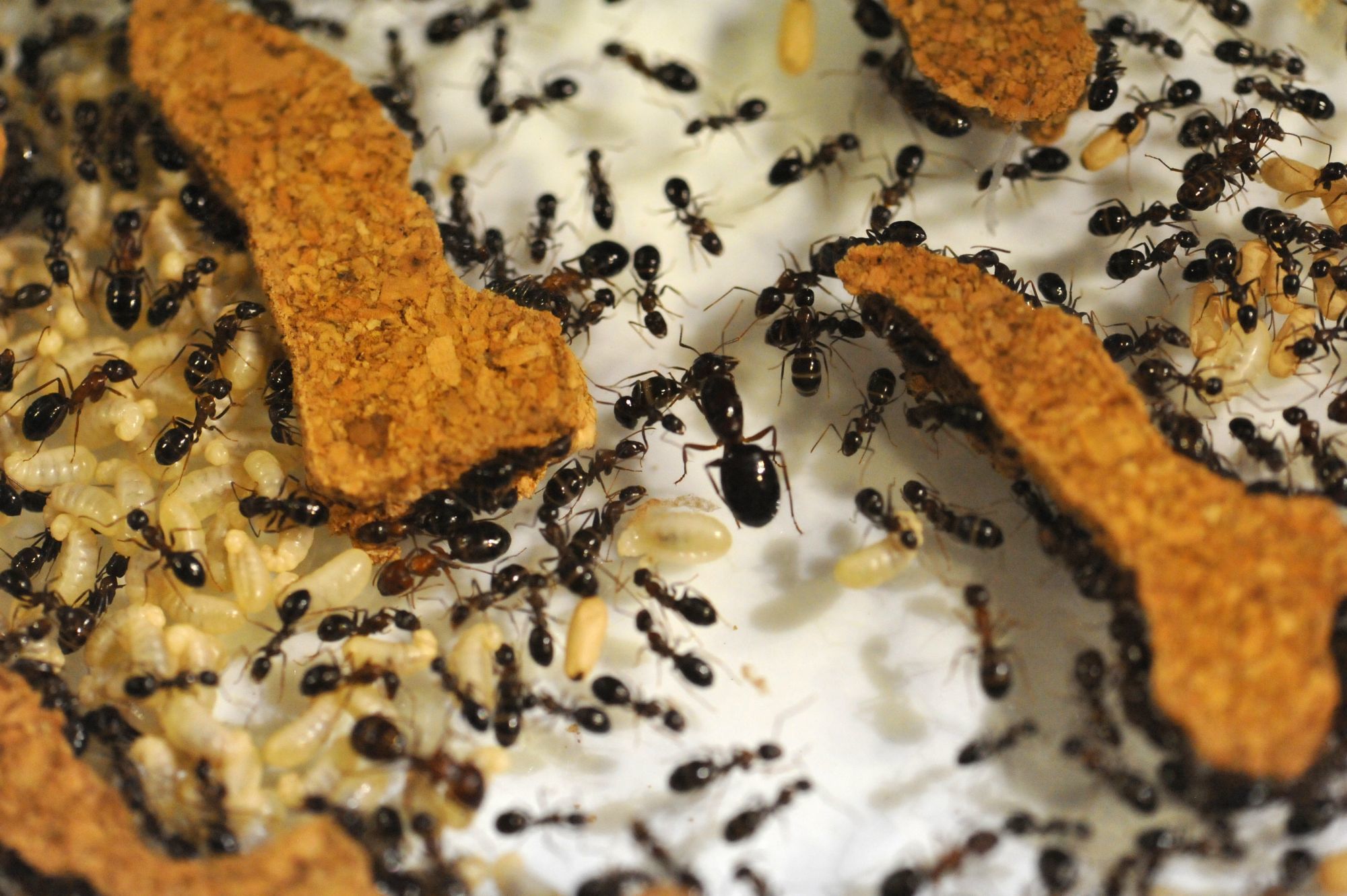 Le monde des fourmis