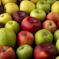 Fête de la pomme - Marché du terroir