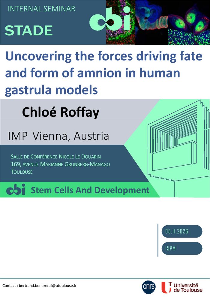 Uncovering the forces driving fate and form of amnion in human gastrula models