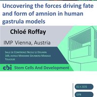 Uncovering the forces driving fate and form of amnion in human gastrula models
