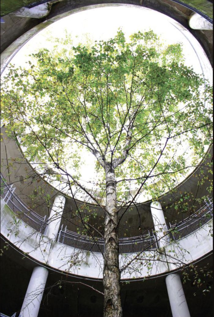 Exposition L'arbre dans la ville