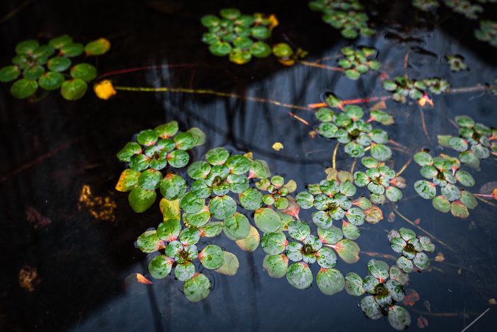 Balade : Découverte des poissons du parc de Mussonville