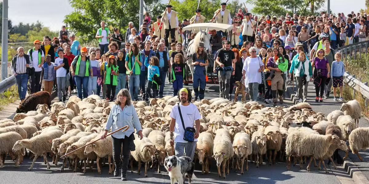 Transhumance urbaine