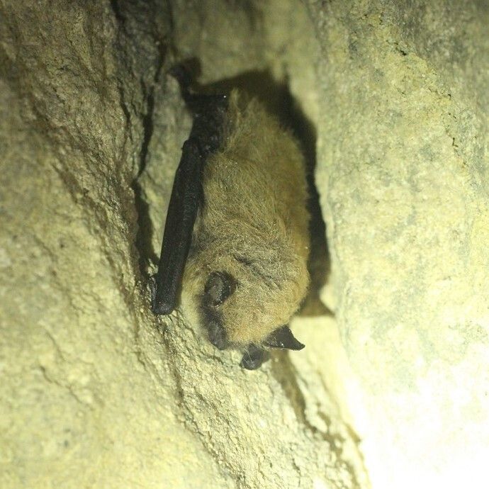 Les chauves-souris en hibernation