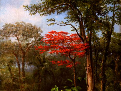 Forêt verte et chambre noire