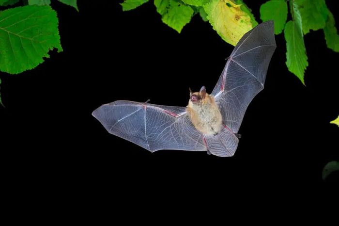 Nuit internationale de la chauve-souris