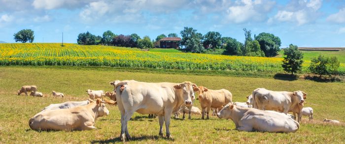 Rencontre régionale de la filière lait bio