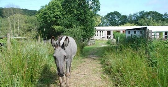 Stage langue bretonne et nature
