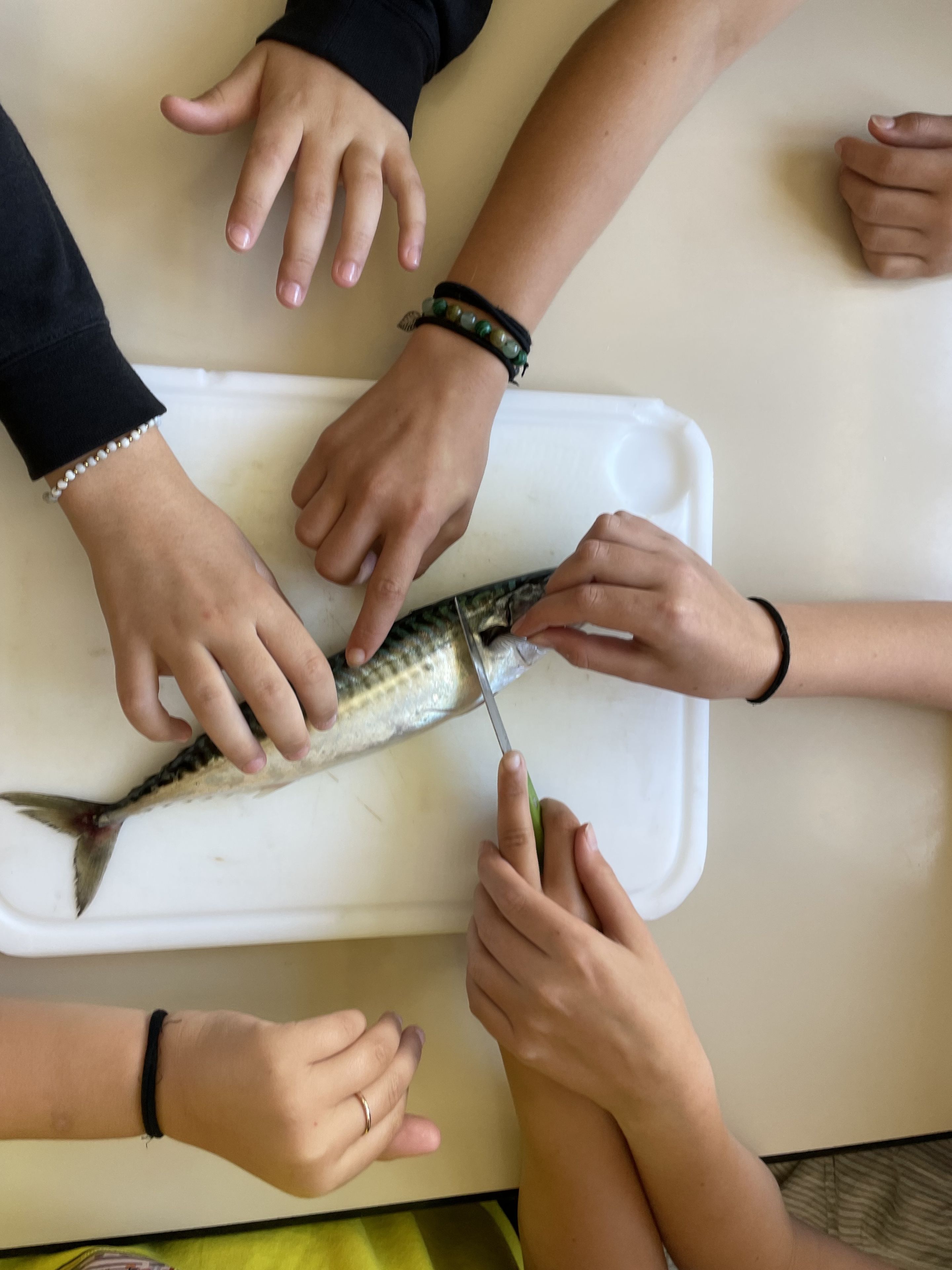 Atelier DIY Poisson pané