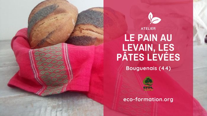 Le pain et les pâtes levées