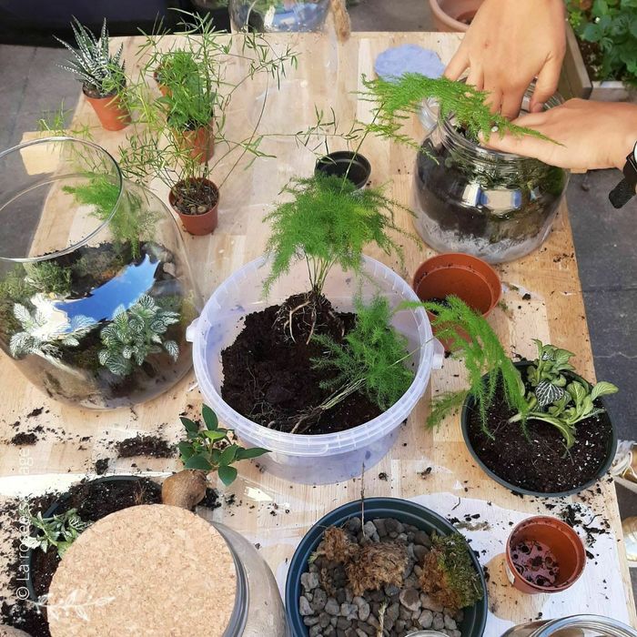 Créé ton terrarium
